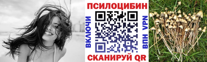 Галлюциногенные грибы Psilocybe  Красный Холм 